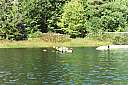 Pour agrandir cliquer sur la vignette plein_air_kayak_022.JPG