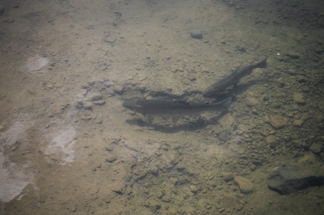 Rosy, la truite monstre du lac...