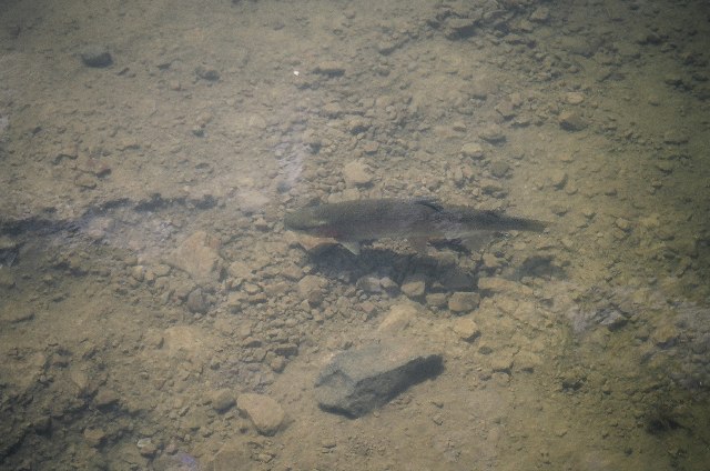 Rosy, la truite monstre du lac...