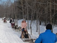 Traineau à chiens 103